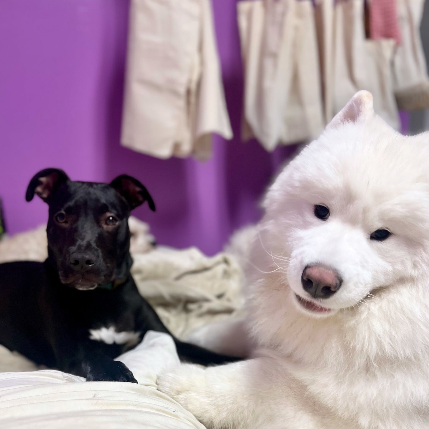 The Mon - Fri 10 pack